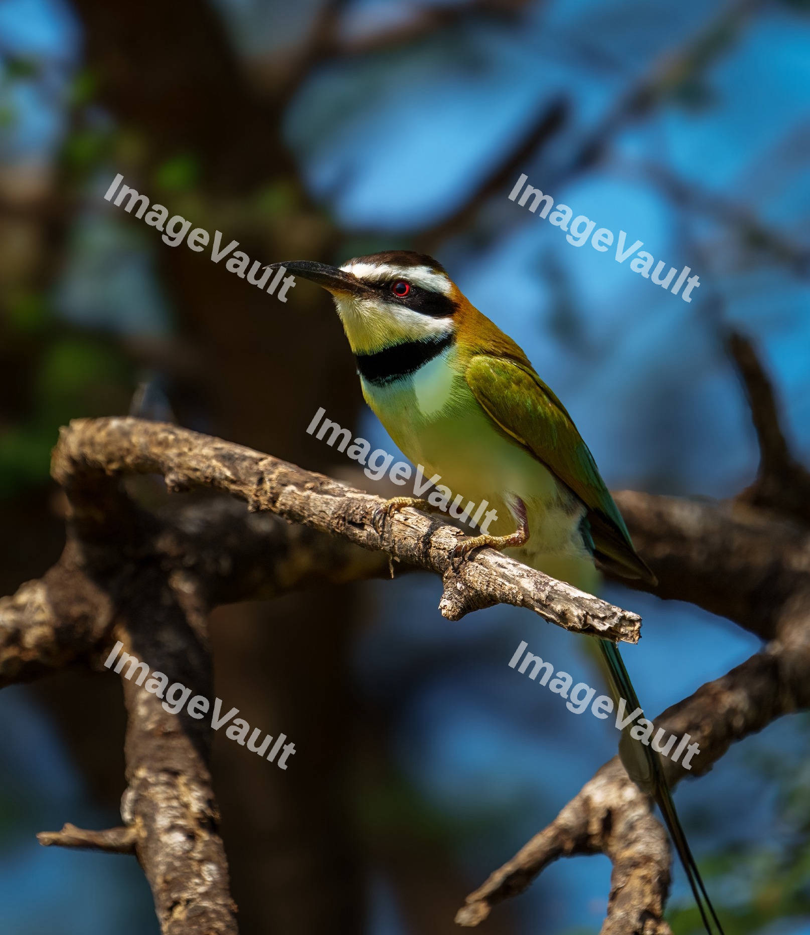 White throated bee eater